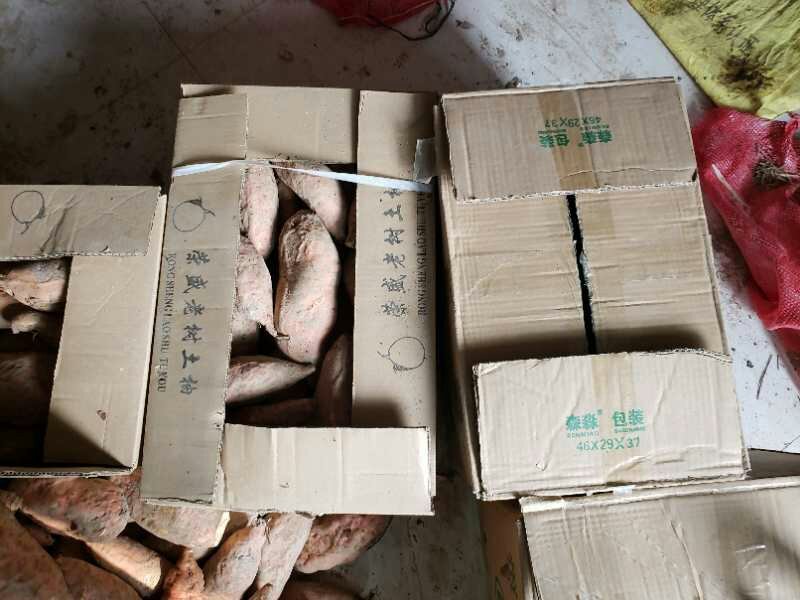秦薯五号红薯苗，烟薯25，紫薯
