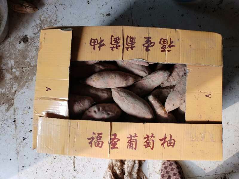 秦薯五号红薯苗，烟薯25，紫薯
