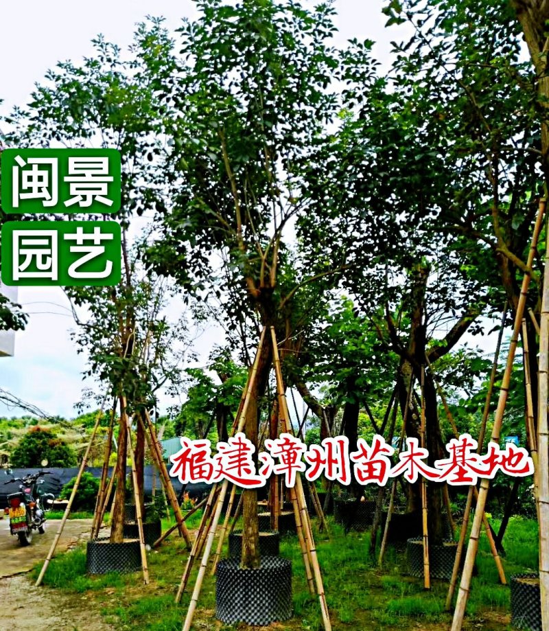 黄花风铃木米径14公分福建漳州闽景园艺场