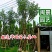 黄花风铃木米径14公分福建漳州闽景园艺场
