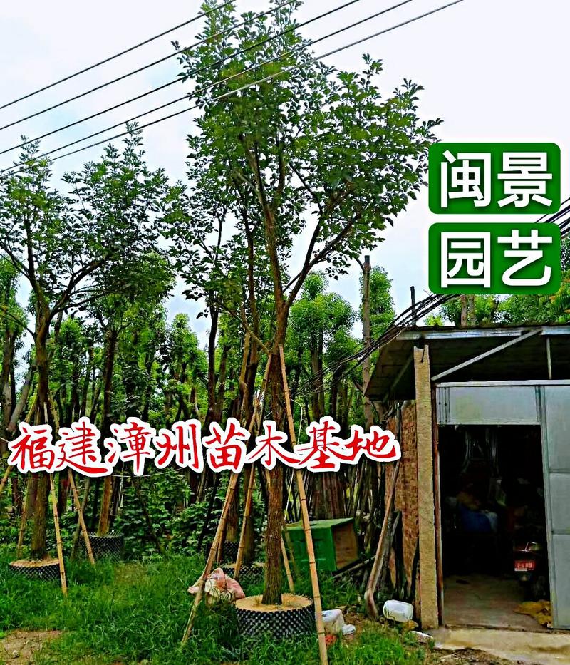 黄花风铃木米径14公分福建漳州闽景园艺场
