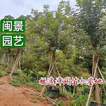 黄花风铃木米径14公分福建漳州闽景园艺场