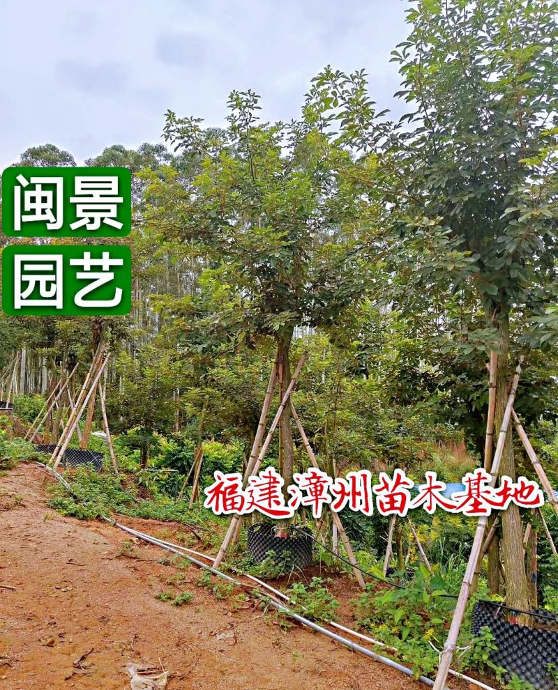 黄花风铃木米径14公分福建漳州闽景园艺场