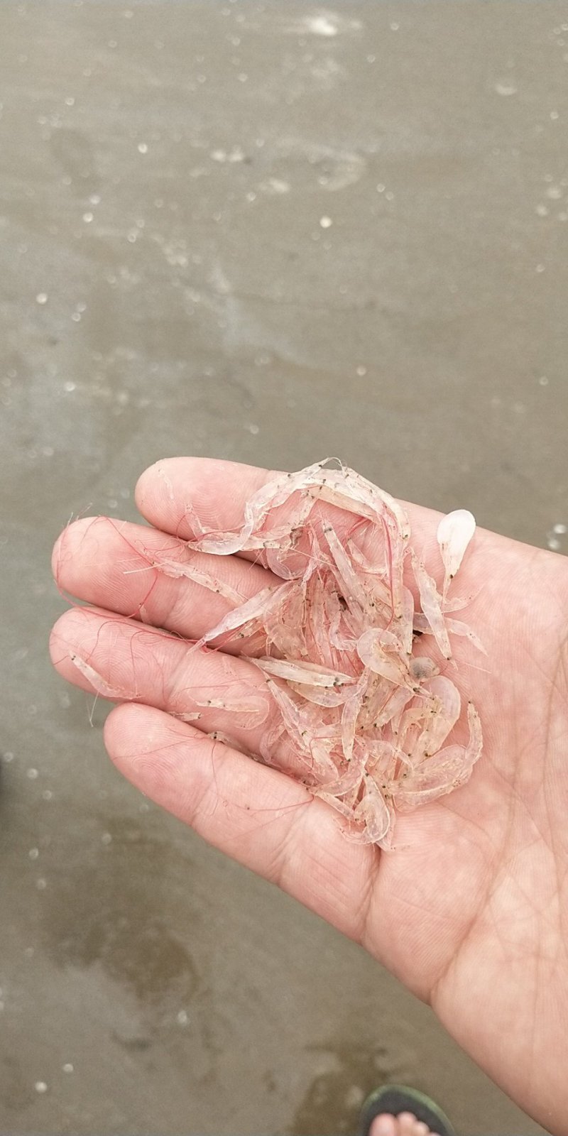 水产干货