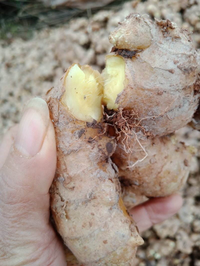 四川生姜大量上市一手货源产地直销货源充足