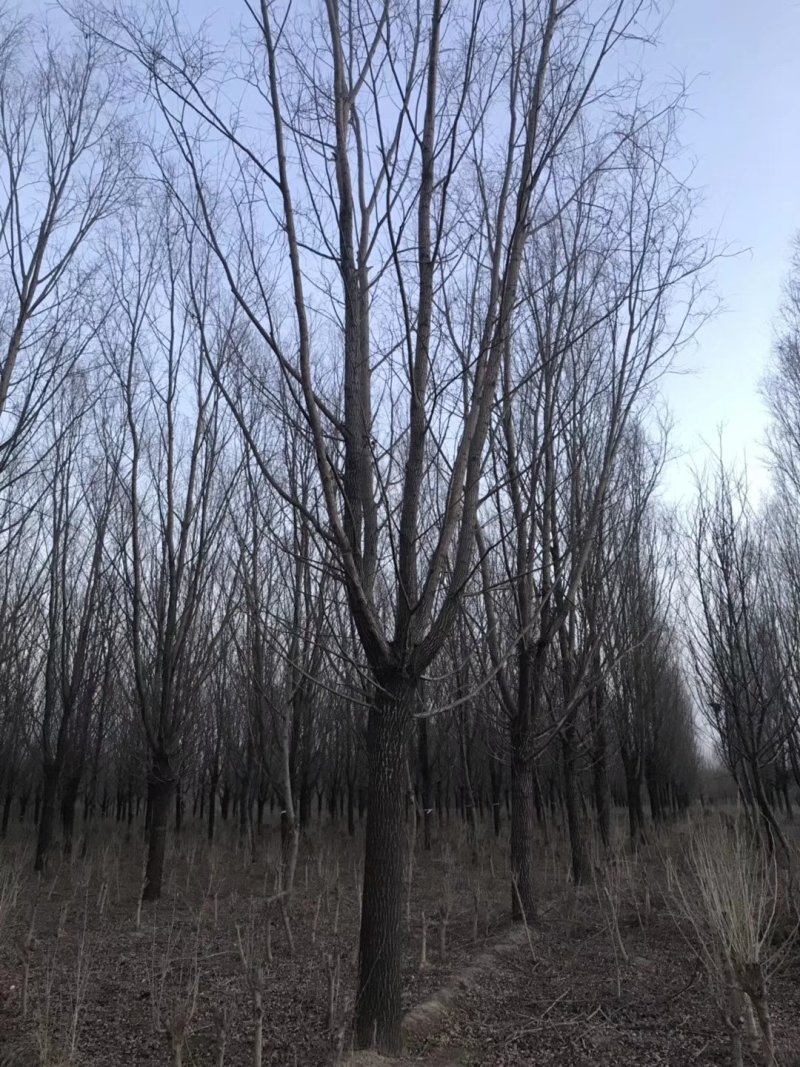 旱柳