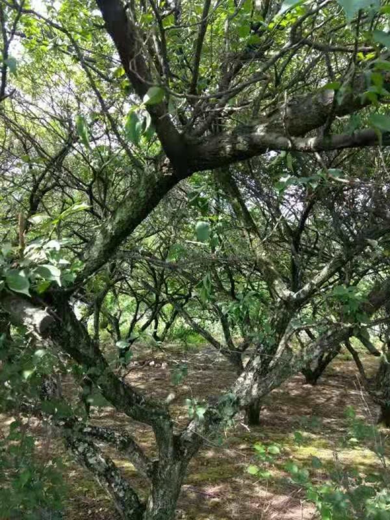 预售2023年自家种的30年高山新鲜四明山大青梅果