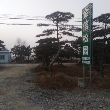 造型景松，油松