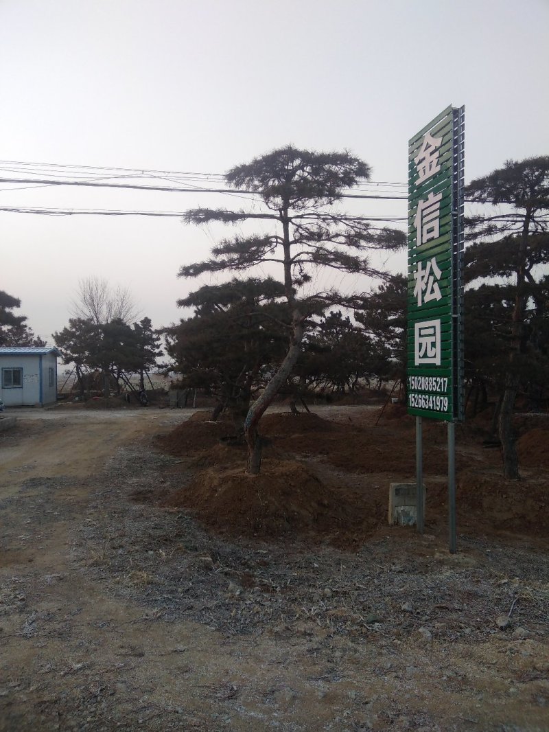 造型景松，油松