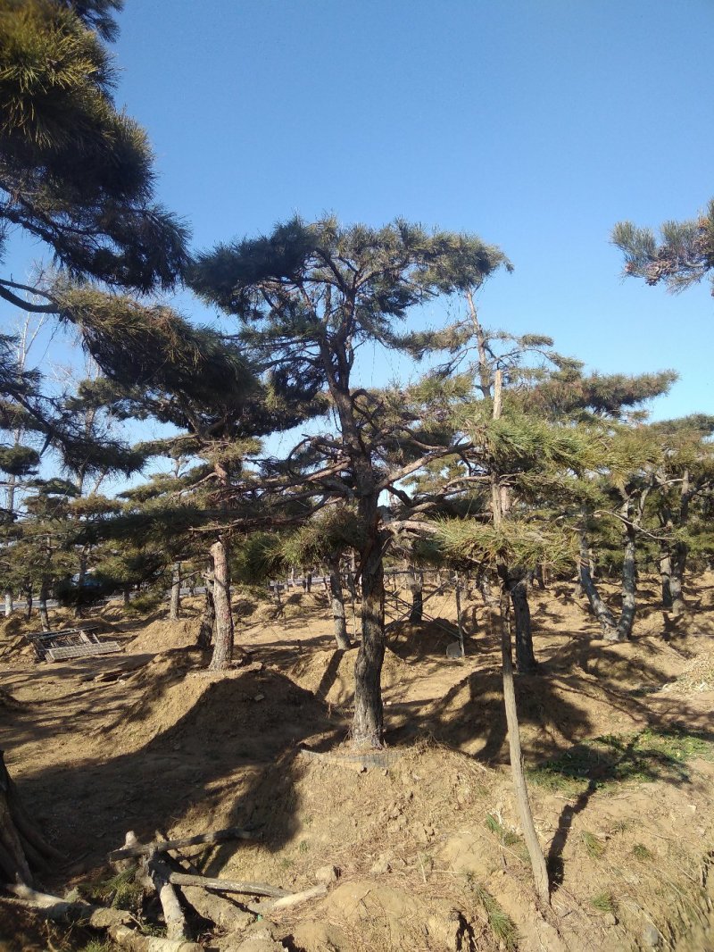 造型景松，油松