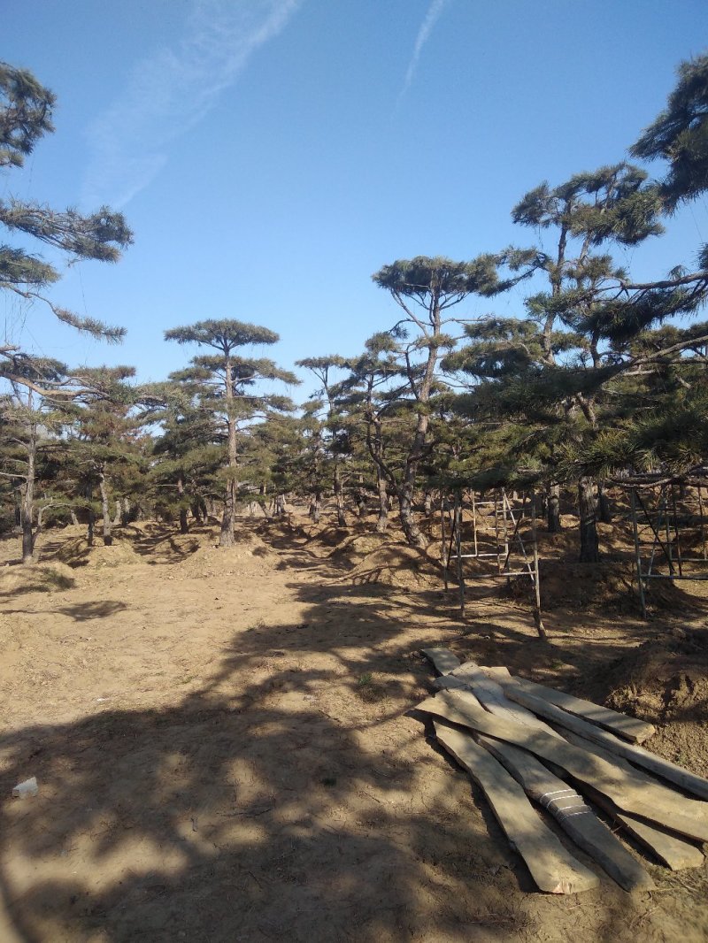 造型景松，油松