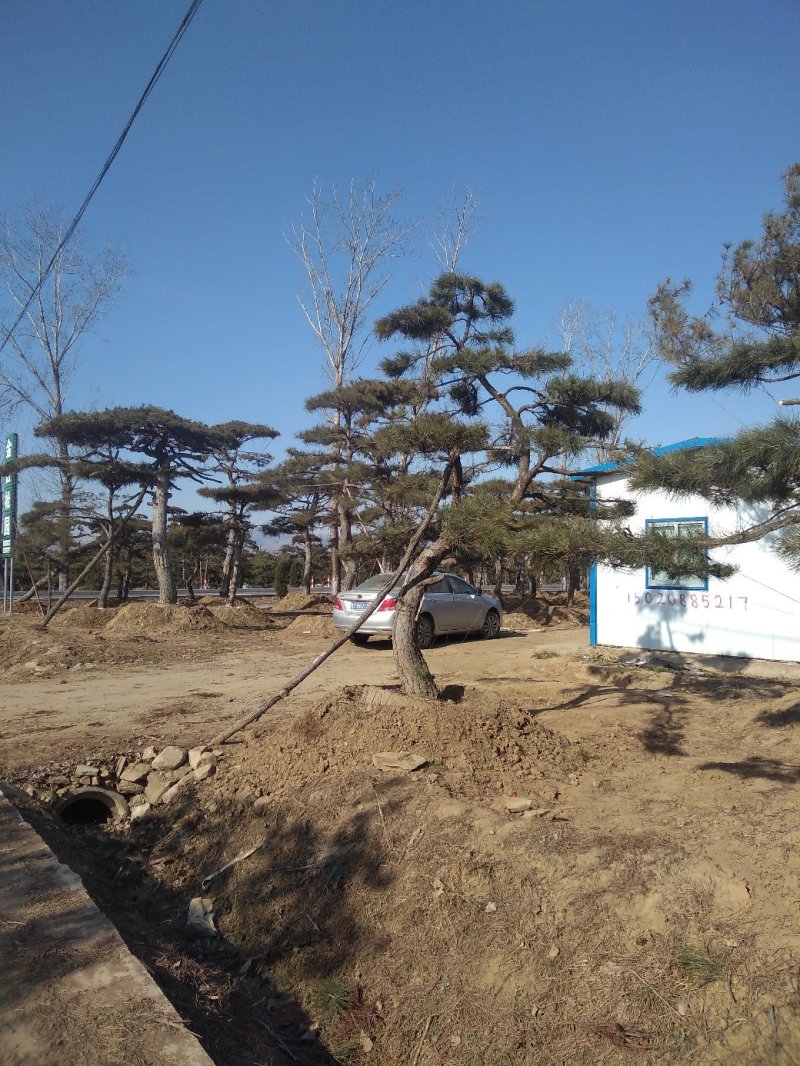 造型景松，油松