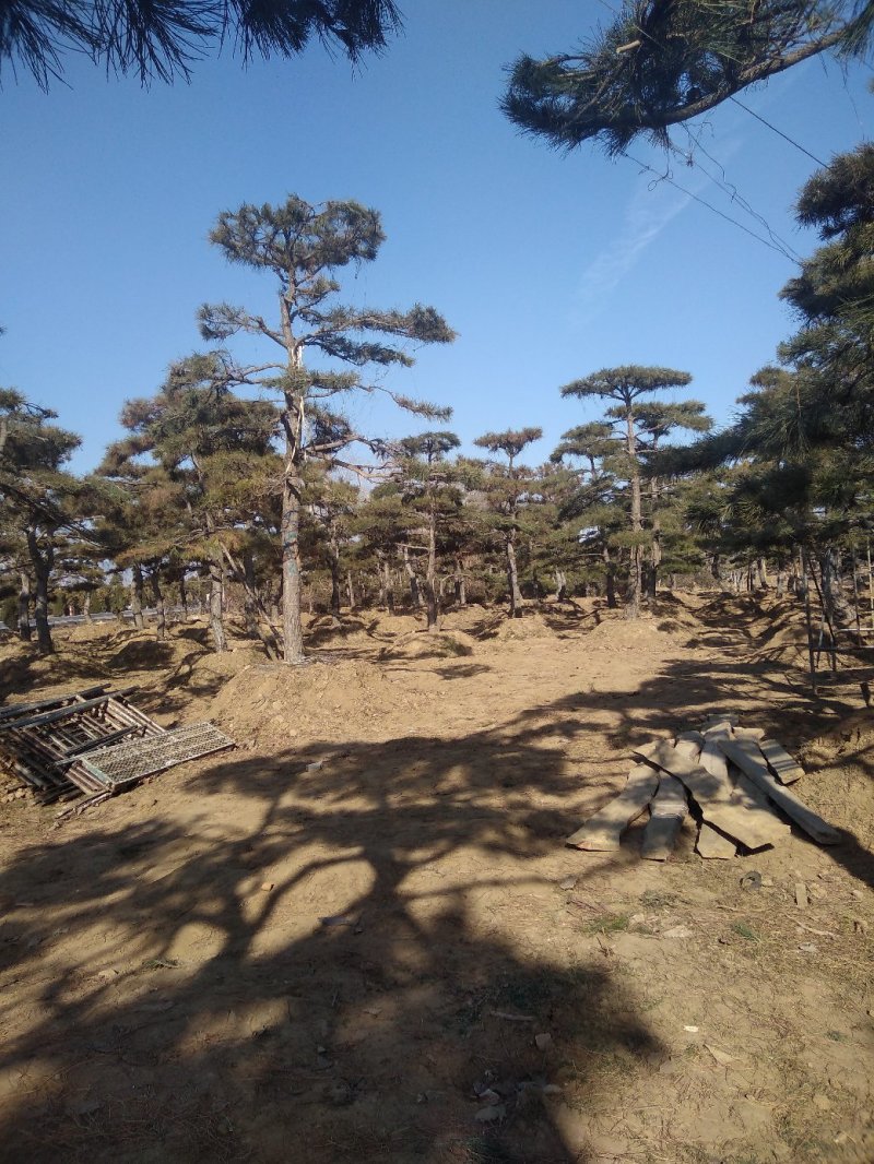 造型景松，油松