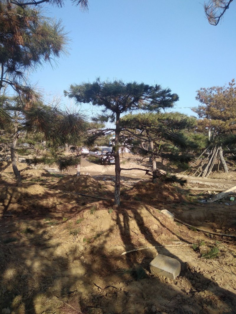 造型景松，油松