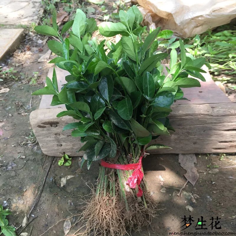 冬青苗树苗黄杨苗小叶黄杨苗北海道黄杨瓜子黄杨苗篱笆围墙