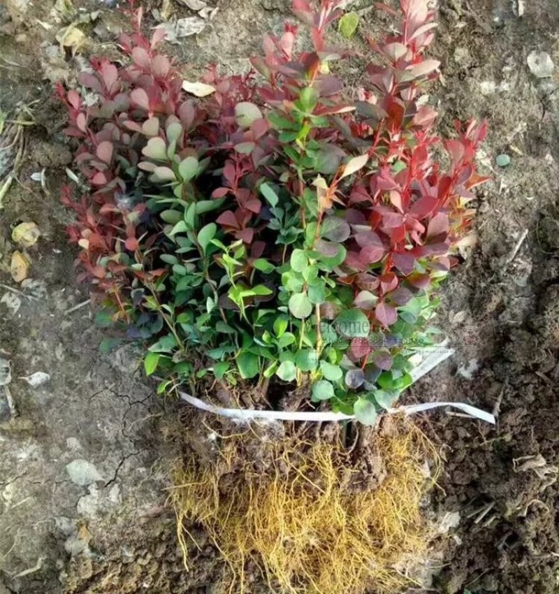 绿化工程苗花坛灌木篱笆树苗红叶小檗苗红叶小波紫叶小檗苗球