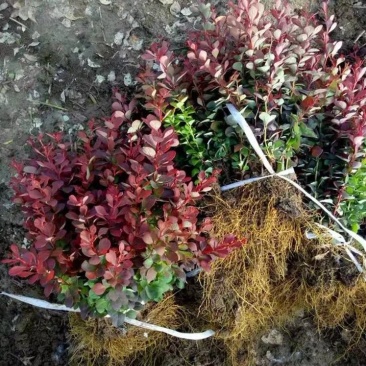 绿化工程苗花坛灌木篱笆树苗红叶小檗苗红叶小波紫叶小檗苗球