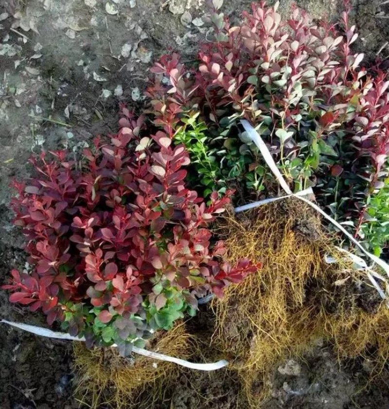 绿化工程苗花坛灌木篱笆树苗红叶小檗苗红叶小波紫叶小檗苗球