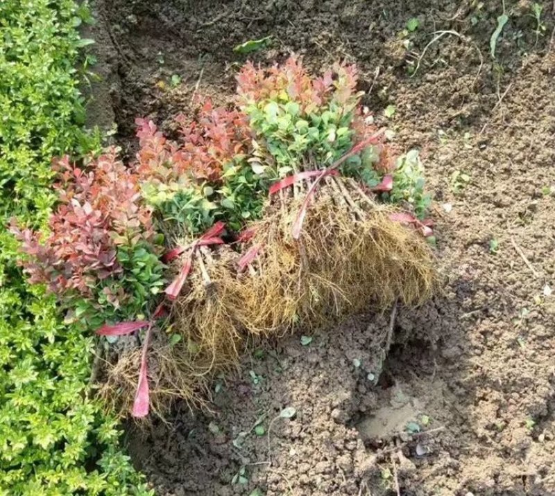 绿化工程苗花坛灌木篱笆树苗红叶小檗苗红叶小波紫叶小檗苗球