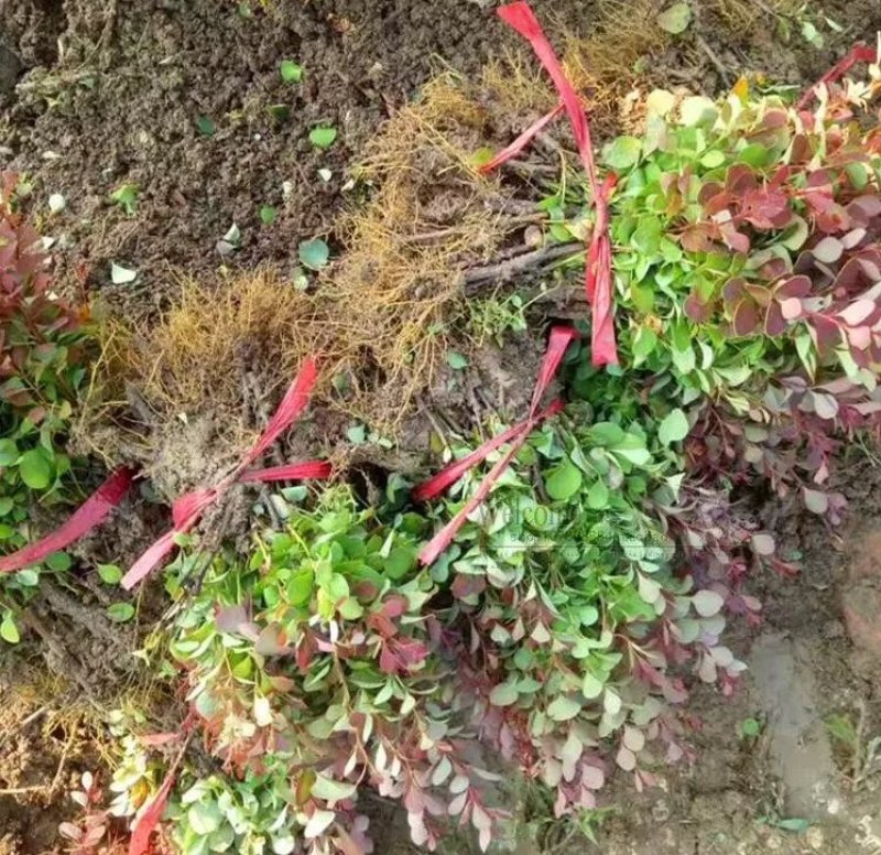 绿化工程苗花坛灌木篱笆树苗红叶小檗苗红叶小波紫叶小檗苗球