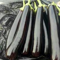 山东长茄绿把紫皮长茄，20/35公分全年有货产地直发