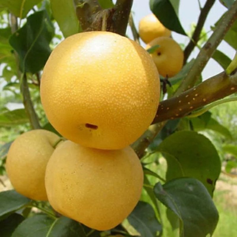 梨树
