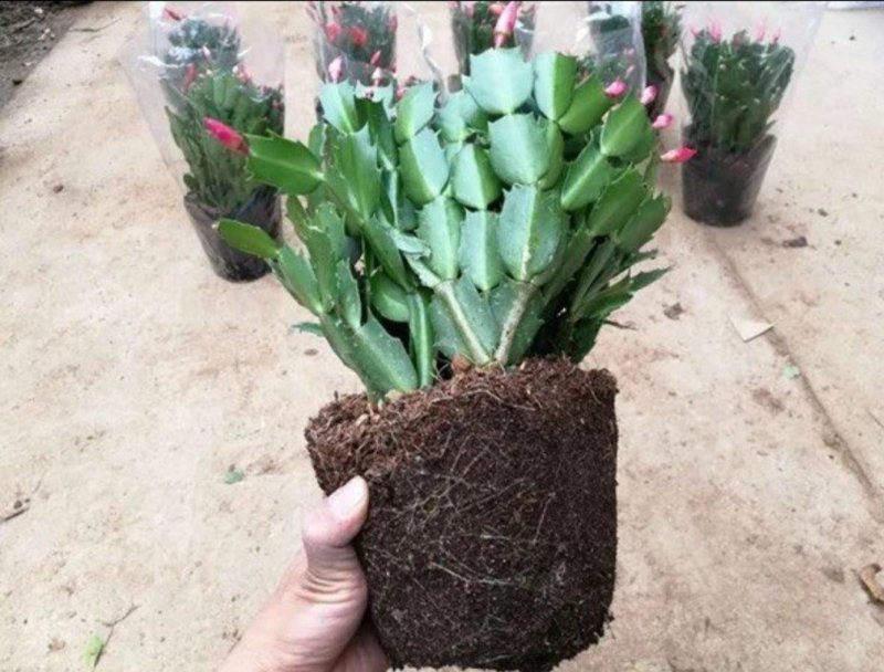 嫁接进口老汉蟹爪兰苗新品种带花苞盆栽阳台植物四季开花多色