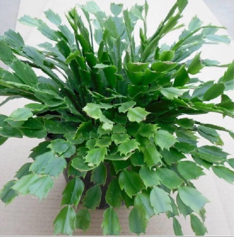 嫁接进口老汉蟹爪兰苗新品种带花苞盆栽阳台植物四季开花多色