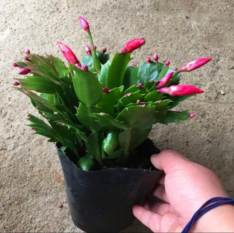 嫁接进口老汉蟹爪兰苗新品种带花苞盆栽阳台植物四季开花多色