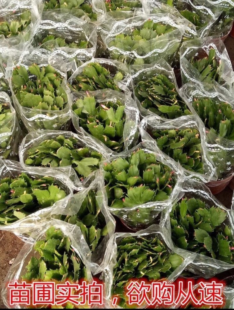 嫁接进口老汉蟹爪兰苗新品种带花苞盆栽阳台植物四季开花多色