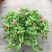 牡丹吊兰花卉盆栽垂吊植物室内阳台易活四季净化空气吸甲醛绿