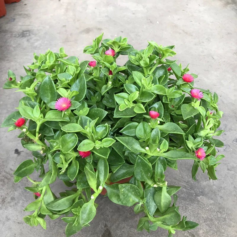 牡丹吊兰花卉盆栽垂吊植物室内阳台易活四季净化空气吸甲醛绿