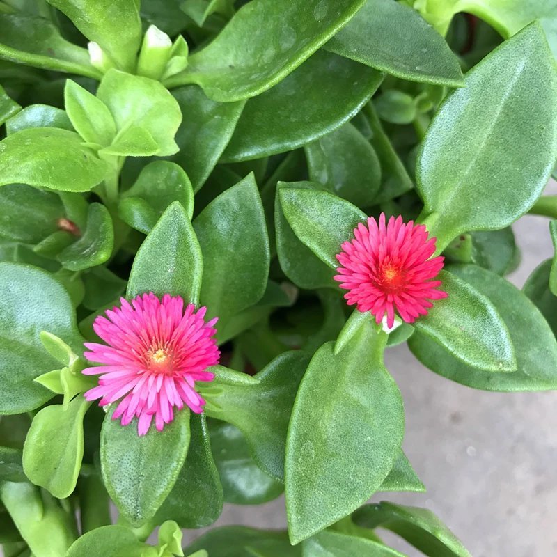 牡丹吊兰花卉盆栽垂吊植物室内阳台易活四季净化空气吸甲醛绿