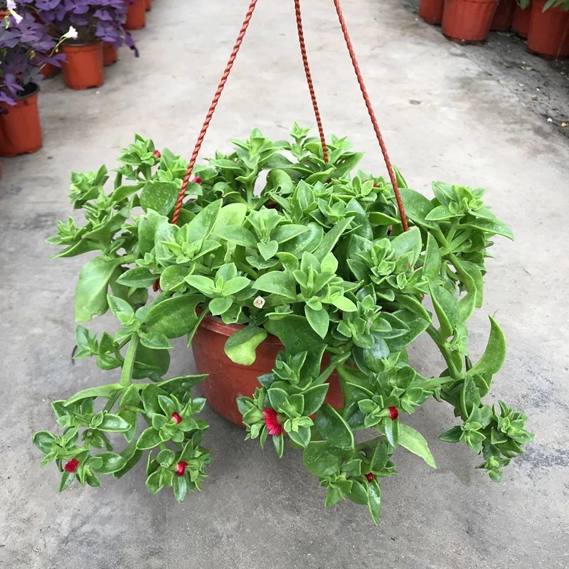 牡丹吊兰花卉盆栽垂吊植物室内阳台易活四季净化空气吸甲醛绿