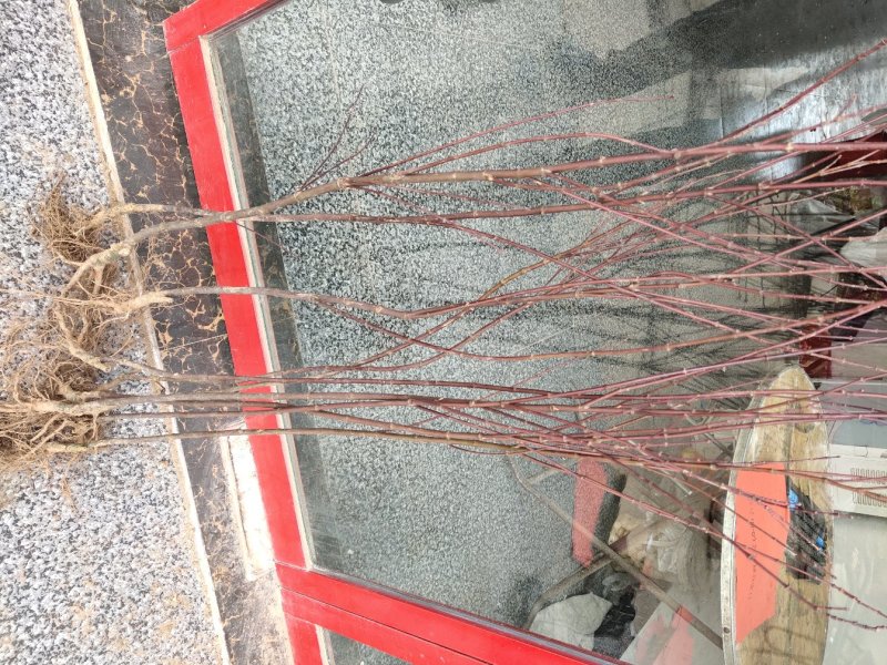 红枫包邮！日本红枫可视频看货选货一亩田线上交易下单