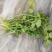 精品香菜两百亩香菜种植基地，刚刚开源正在采购欢迎你