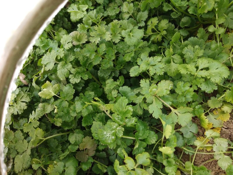 精品香菜两百亩香菜种植基地，刚刚开源正在采购欢迎你