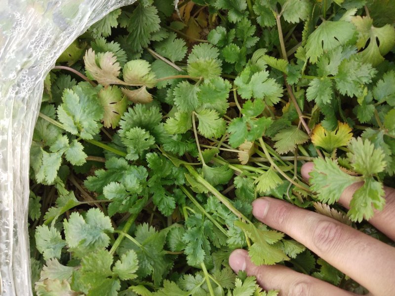 精品香菜两百亩香菜种植基地，刚刚开源正在采购欢迎你