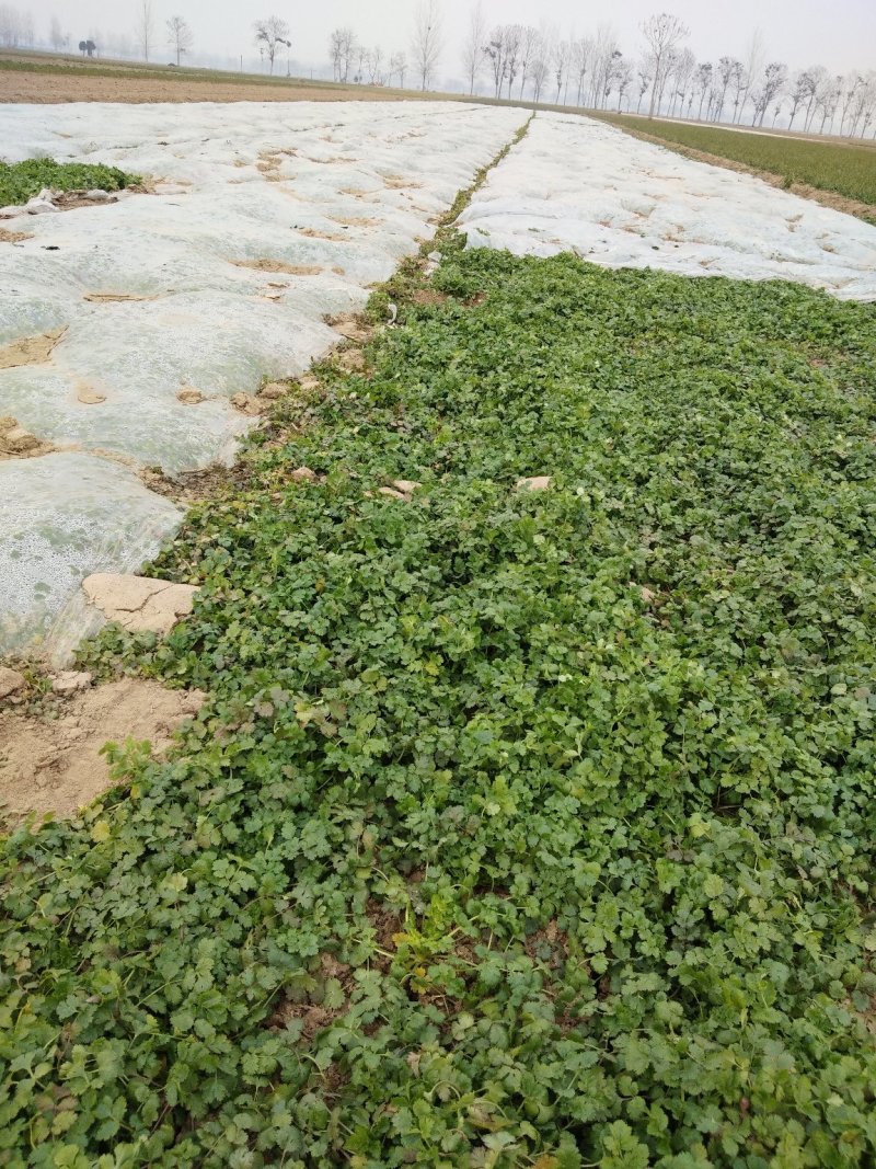 精品香菜两百亩香菜种植基地，刚刚开源正在采购欢迎你