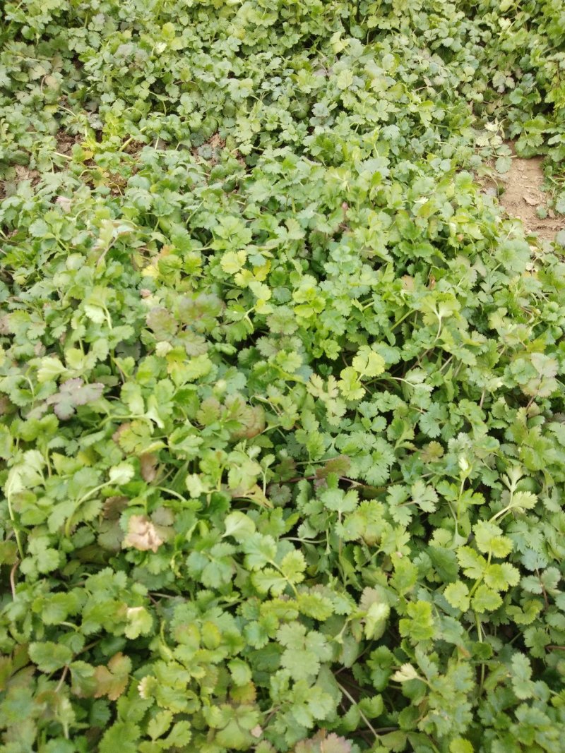 精品香菜两百亩香菜种植基地，刚刚开源正在采购欢迎你