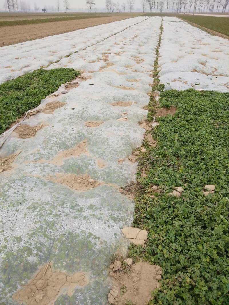 精品香菜两百亩香菜种植基地，刚刚开源正在采购欢迎你