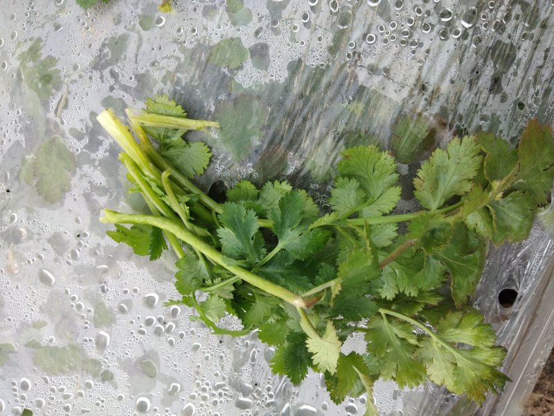 精品香菜两百亩香菜种植基地，刚刚开源正在采购欢迎你