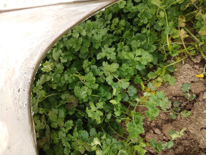 精品香菜两百亩香菜种植基地，刚刚开源正在采购欢迎你