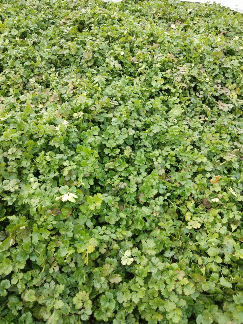 精品香菜两百亩香菜种植基地，刚刚开源正在采购欢迎你