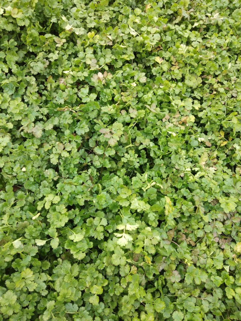 精品香菜两百亩香菜种植基地，刚刚开源正在采购欢迎你