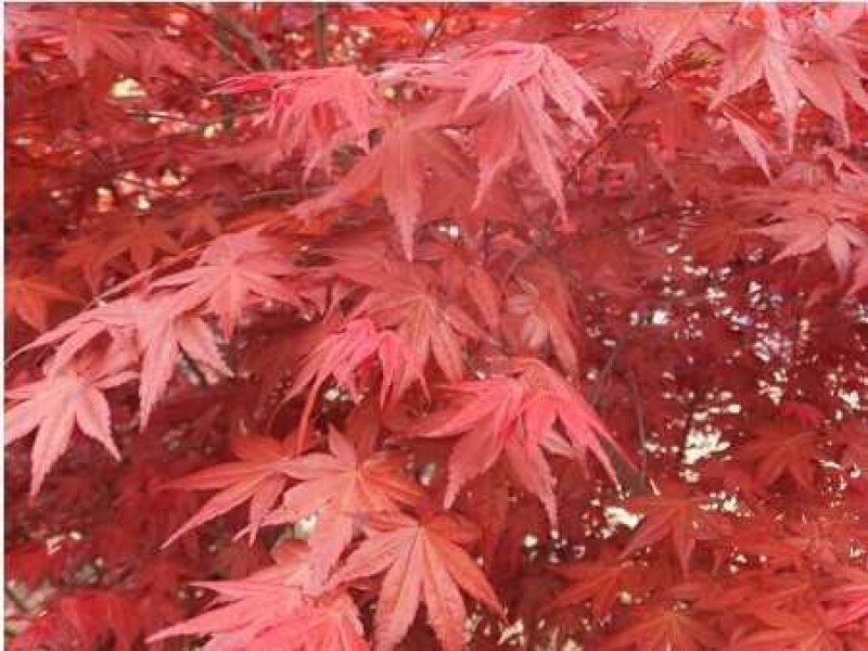 红枫包邮！可视频看货选货一亩田线上交易下单