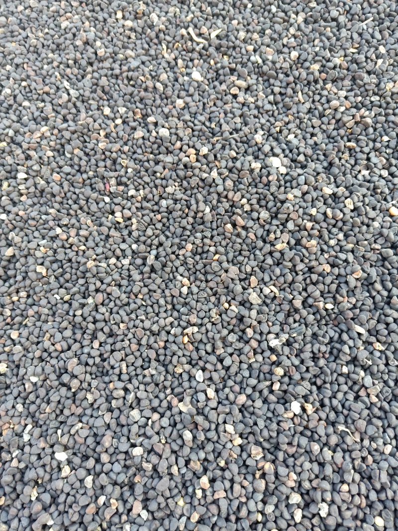 牵牛子