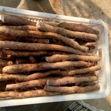 白玉小山药质量好现货供应（小块小头看货定价）
