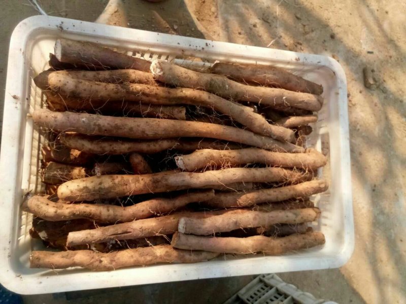 白玉小山药质量好现货供应（小块小头看货定价）