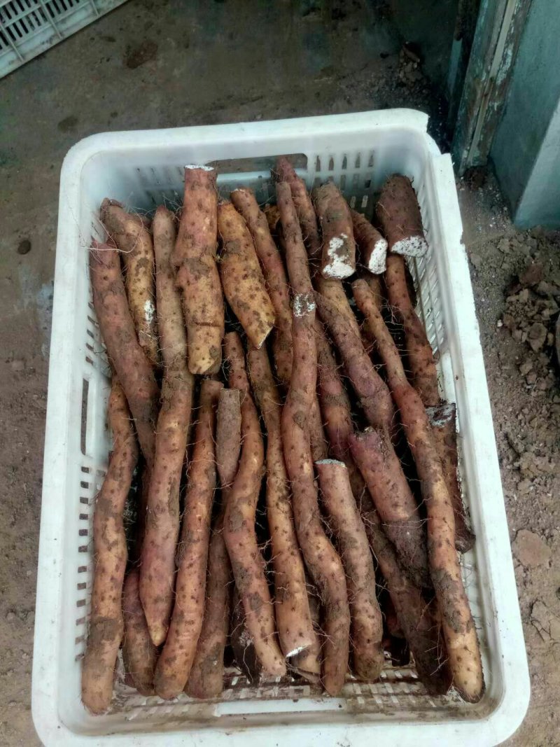 白玉小山药质量好现货供应（小块小头看货定价）